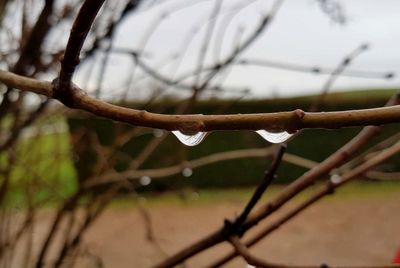 Close-up of wet barbed wire during rainy season