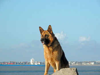 Portrait of dog by sea against sky