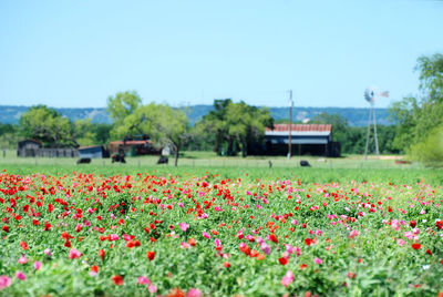 View of flowering plants on field against clear sky