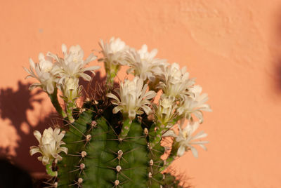 Close-up of white flowering plant against wall