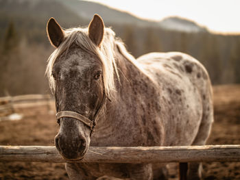 Close-up of horse