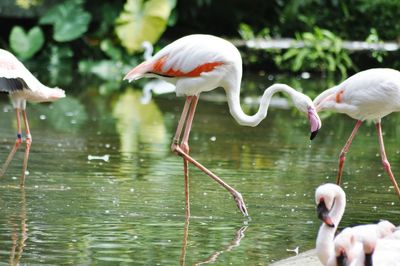 Close-up of swans in lake