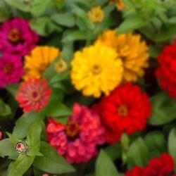 Close-up of red flowers