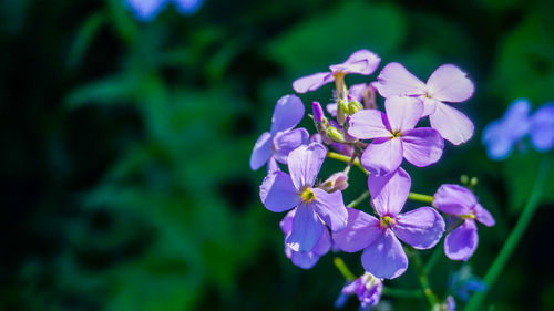 Close-up of purple flowers blooming outdoors