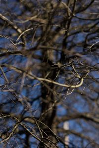 Close-up of dried plant