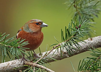 Close-up of bird perching on tree