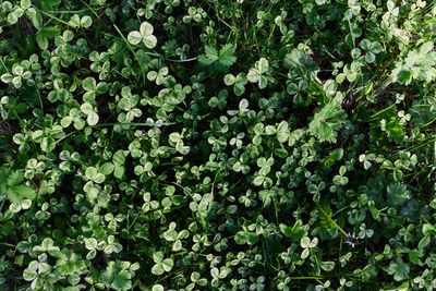 Full frame shot of plants