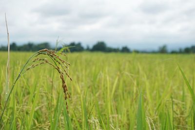 Crops growing on field against sky