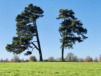 Tree on field against clear sky