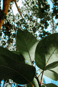 Low angle view of leaves against sky