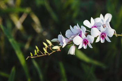 Close-up of pink flower blooming outdoors