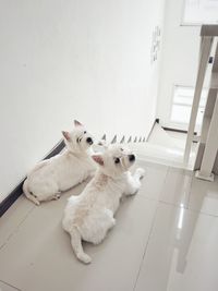 Portrait of dog lying on floor at home