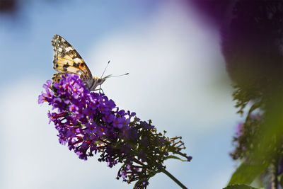 Close-up of butterfly pollinating on purple flower