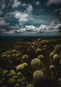 Close-up of succulent plant against sky