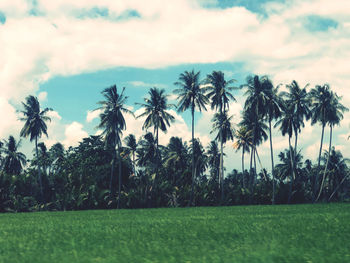 Scenic view of palm trees against sky