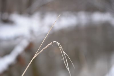 Close-up of lizard on plant