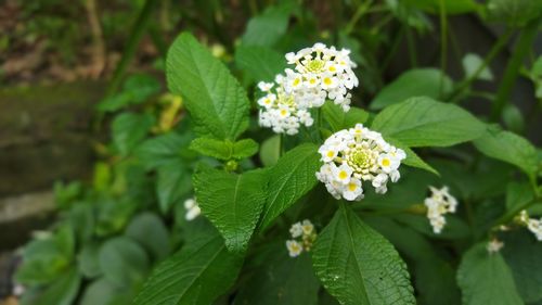 Close-up of white flowering plant