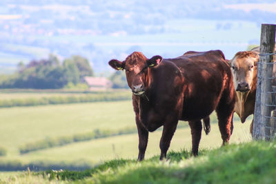 Disturbing these two cows during breakfast