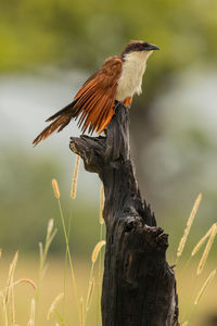 Close-up of bird perching on tree trunk