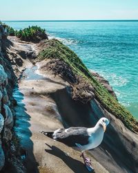 Bird on beach against sky