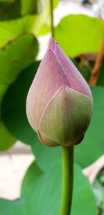 Close-up of lotus water lily