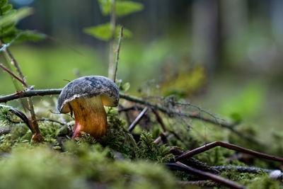 Close-up of mushroom growing on field