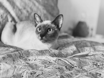 Portrait of cat relaxing on bed