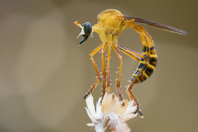 Close-up of insect perching on a bird