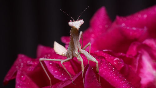 Macro of water drops on baby praying mantis