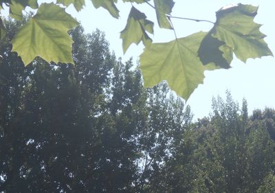 plant