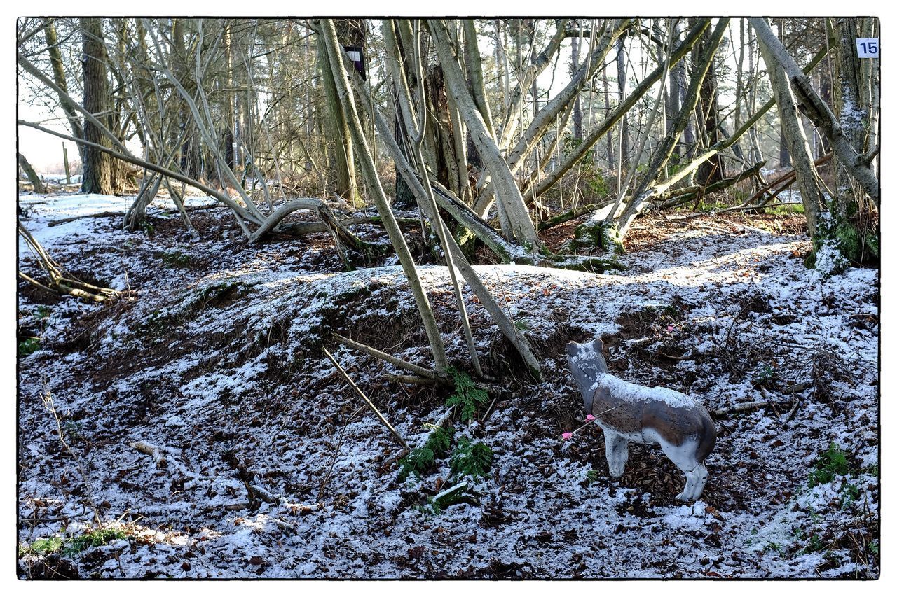 VIEW OF DOG ON TREE TRUNK