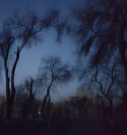 Silhouette of bare trees in foggy weather