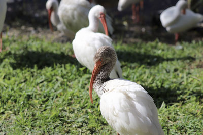 View of bird on field