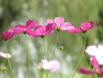 Close-up of pink flowers blooming outdoors