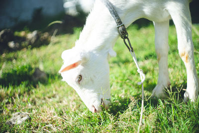 Dog standing on grassy field