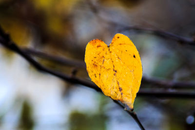 Close-up of autumn leaves