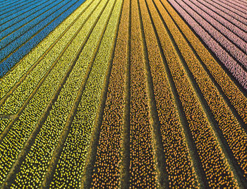 Full frame shot of colorful flowers growing on field