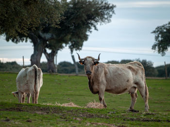 Cows standing on field