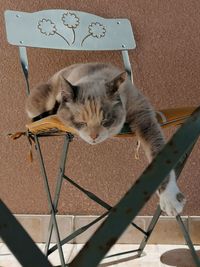 High angle view of cat on chair