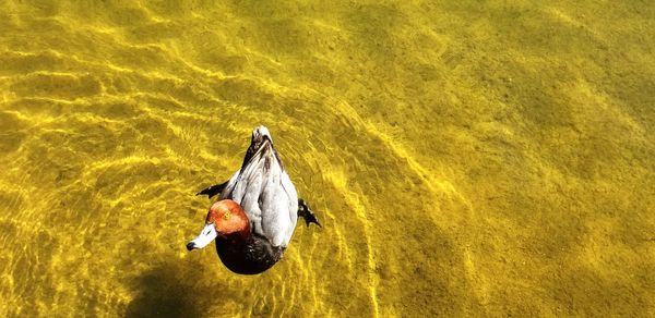 High angle view of swan on lake