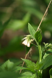 Close-up of plant against blurred background