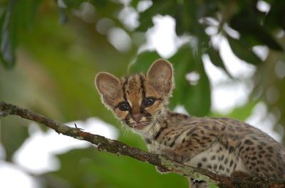 Close-up of cat sitting on tree