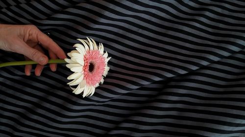 High angle view of hand holding pink flower