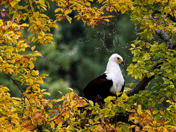 Fish eagle