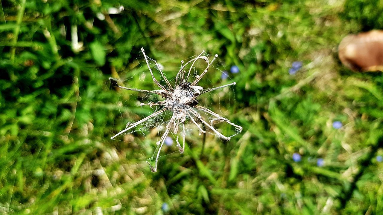 CLOSE-UP OF SPIDER ON WEB OUTDOORS