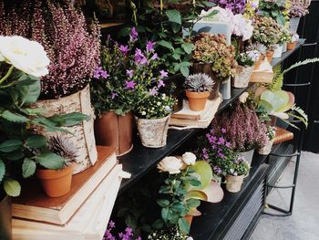 Potted plants at market stall