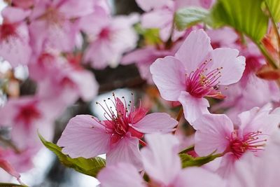 Close-up of pink flowers blooming in park