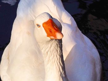 Close-up of swan in lake