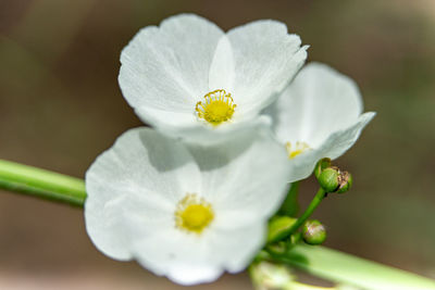 Close-up of white flowering plant