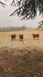 Horses grazing on field